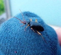 Nebria picicornis
