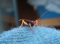 Nebria picicornis