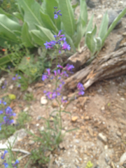 Penstemon