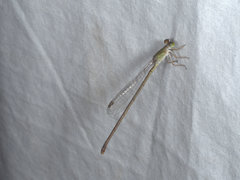 Ceriagrion aeruginosum