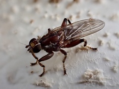 Tapeigaster nigricornis