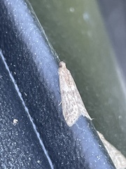 Ephestia elutella