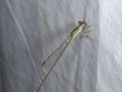 Ceriagrion aeruginosum