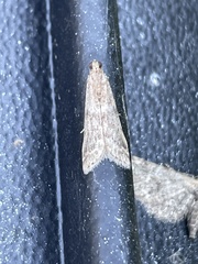 Ephestia elutella