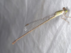 Ceriagrion aeruginosum