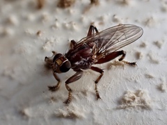 Tapeigaster nigricornis