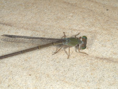 Ceriagrion aeruginosum