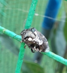 Menida