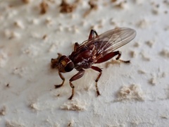Tapeigaster nigricornis