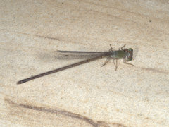 Ceriagrion aeruginosum