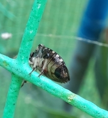 Menida