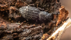 Docalis funerosus