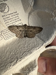 Peribatodes rhomboidaria