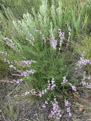 Astragalus tenuifolius