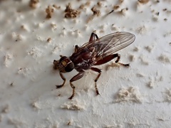 Tapeigaster nigricornis