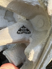 Xanthorhoe fluctuata