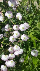 Convolvulus arvensis