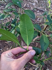 Citrus × taitensis