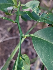 Citrus × taitensis