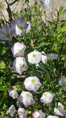Convolvulus arvensis
