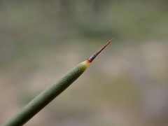 Hakea leucoptera leucoptera