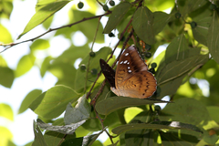 Tanaecia whiteheadi