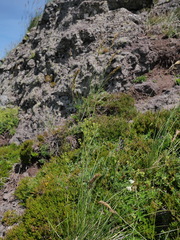 Festuca paniculata