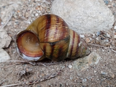Viviparus ater