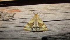 Heliothis viriplaca