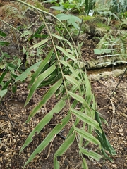 Pteris altissima