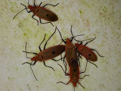 Dysdercus fuscomaculatus