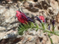 Echium creticum creticum
