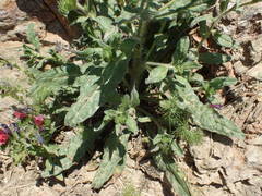 Echium creticum creticum