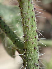 Echium creticum creticum