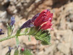 Echium creticum creticum