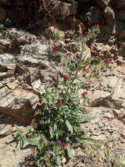 Echium creticum creticum