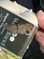 Peribatodes rhomboidaria