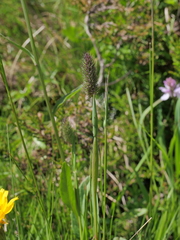 Phleum alpinum alpinum