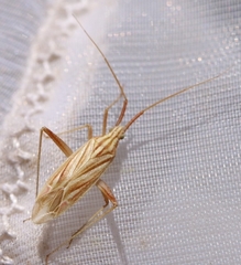 Miridius quadrivirgatus