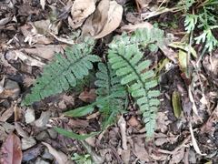 Diplazium incomptum