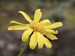 Senecio spanomerus