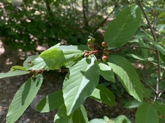Frangula betulifolia