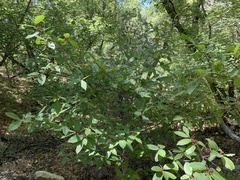 Frangula betulifolia
