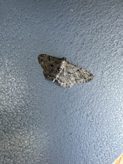 Peribatodes rhomboidaria