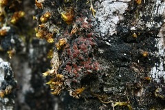 Protopannaria pezizoides