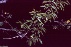 Carpinus orientalis