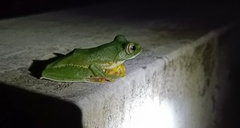 Rhacophorus malabaricus