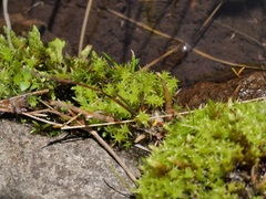 Diobelonella palustris