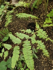 Blechnum brasiliense