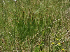 Trichophorum cespitosum cespitosum